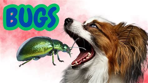 2025: Insect Dog Food VS Home Decor - The Ultimate Clash