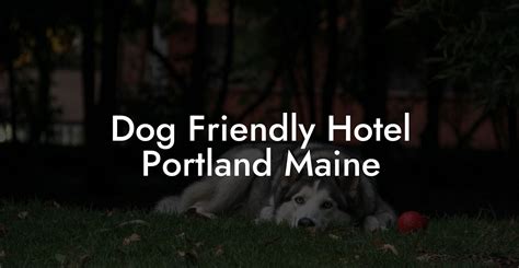 2025: Portland Pet Food VS Pet-Friendly Hotels