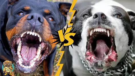 2025: The Battle for Canine Dominance: Pooch vs. Mutt