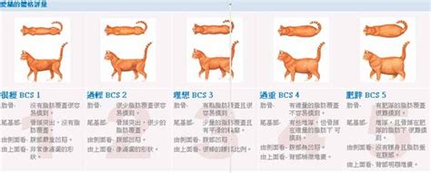 2025年全球10大巨型貓咪排行榜：驚人的體型與重量