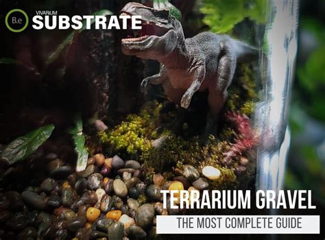 2025 Bioactive Terrarium Protozoa: The Ultimate Guide