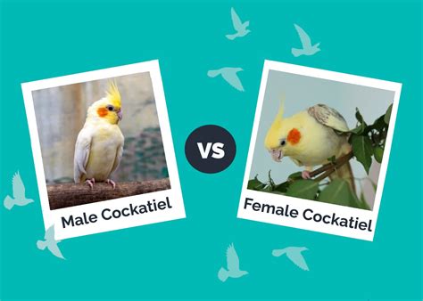 2025 Cockatiel Behavior VS Characteristics: The Ultimate Guide