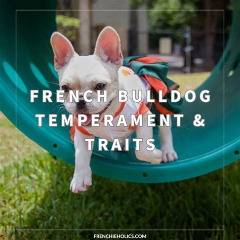 2025 Dog Breed Matchup: Traits, Temperament, and Compatibility