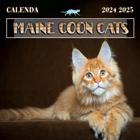 2025 Maine Coon Cats for Sale Singapore: Unleash the Mighty Feline