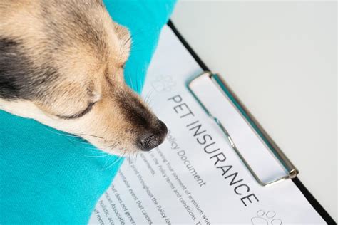 2025 Pet Insurance: The Vital Difference Between $0 and $25,000 Vet Bills