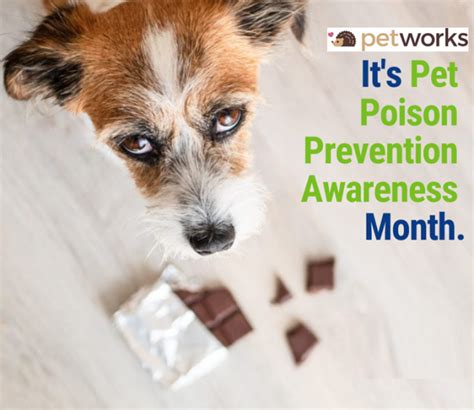 2025 Pet Poisoning Prevention VS Avoidance: Ultimate Guide