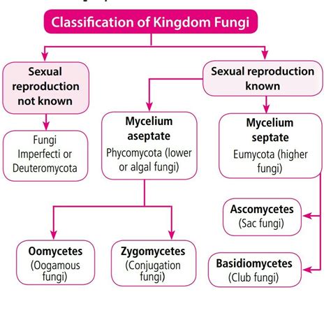 21 2 classification of fungi answers Kindle Editon