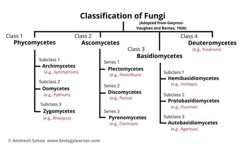 21 2 classification of fungi answers Kindle Editon