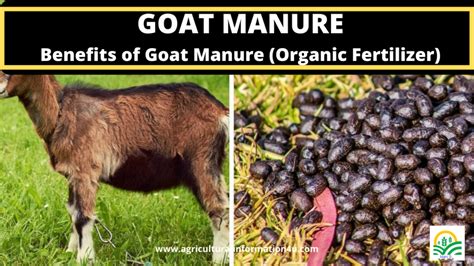 21 Amazing Facts: Goat Poop for Fertilizer