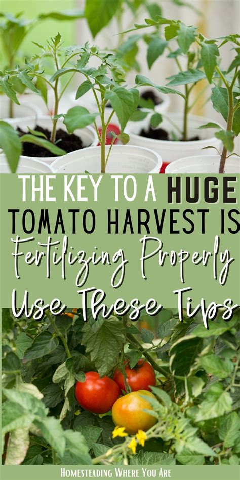 21 Amazing Jalapeno Fertilizer Tips for a Bountiful Harvest