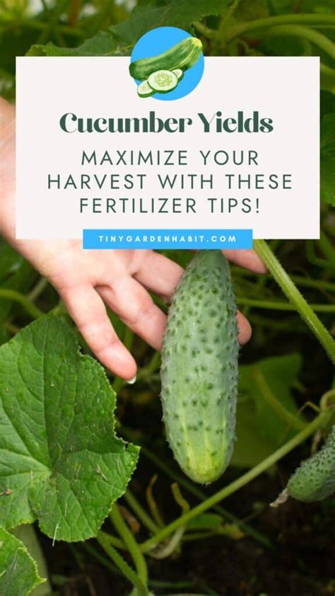 21 Fertilizer Cucumber Hacks That Will Drive Your Yields to the Moon