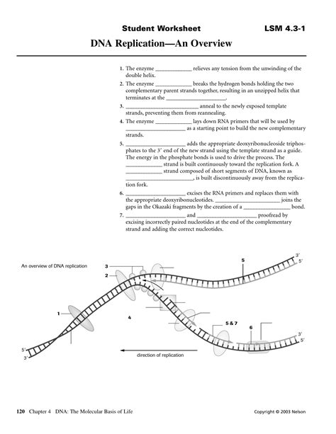 21 dna replication part a answer PDF