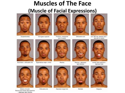 22 Muscles: The Maestro of Facial Expressions