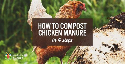 22 Surprising Ways to Compost Chicken Waste as Fertilizer