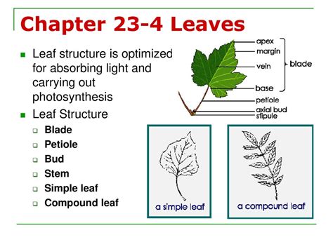 23 4 leaves answers Doc