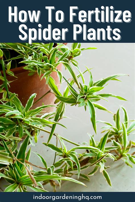 23 Fertilizer Tricks for Your Spider Plant: A Guide to Thriving Foliage