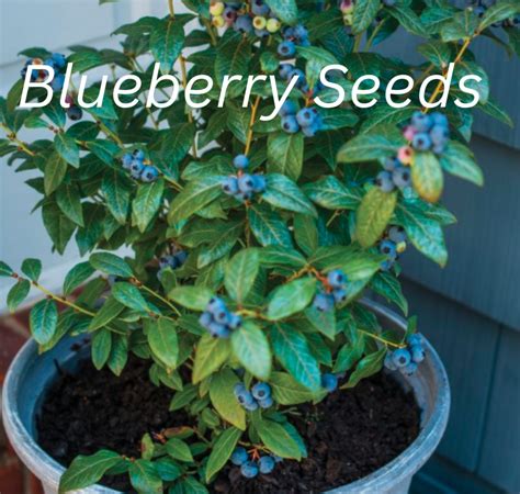 23 Scintillating Secrets of Azurite Blueberries: Unlocking Their Nutritional Haven