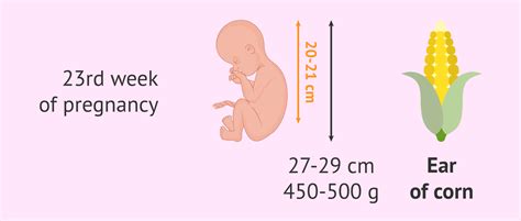 23 Weeks Fetal Weight in Grams: A Comprehensive Guide