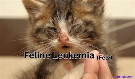 24/7 Leukemia in Cats Treatment: A Comprehensive Guide