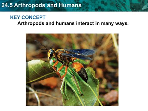 24 5study guide arthropods and humans answers PDF