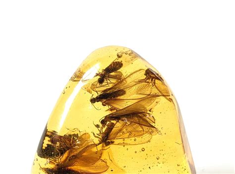 24 Amazing Amber with Bugs: Preserved Treasures of the Past