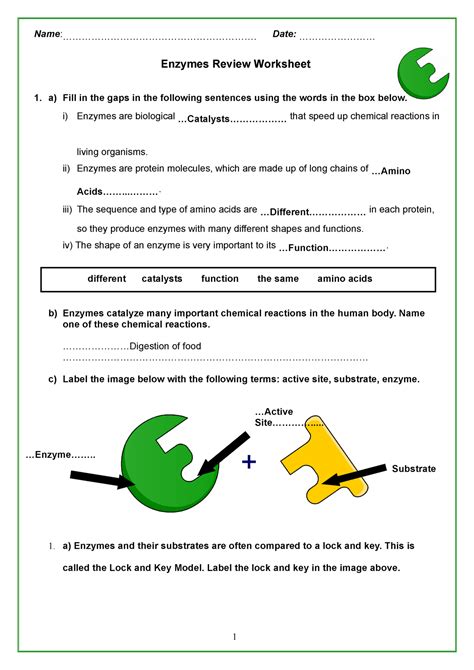 24 Chemical Reactions And Enzymes Worksheet Answers Doc