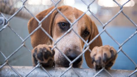 25,000 Nashville TN Humane Shelter Pets Need Your Help!