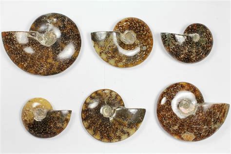 25+ Ammonites For Sale That You Won't Believe!