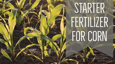 25+ Essential Starter Fertilizer Tips for Corn: Maximize Your Yield!