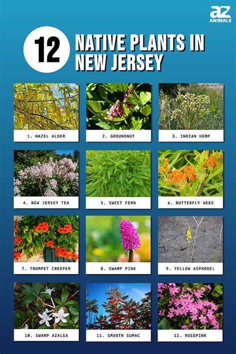 25+ Flowers Native to New Jersey: A Guide to Their Beauty and Benefits