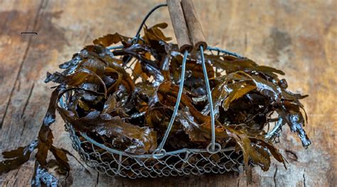 25 Astonishing Wonders: Seaweed Fertilizer with 7 Surprising Benefits