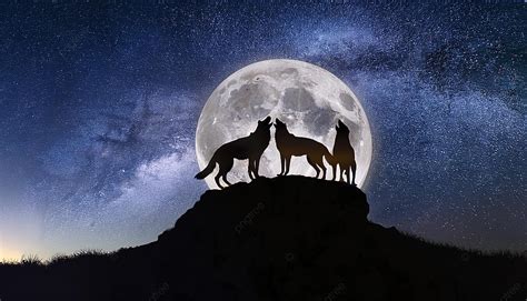 25 Breathtaking Images of Wolves That Will Make You Howl