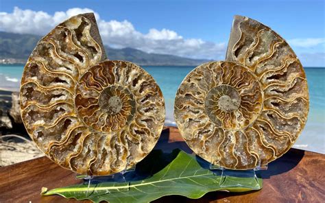 25 Million Year-Old Ammonite Fossil Pair Found Injected With Hydrogen!