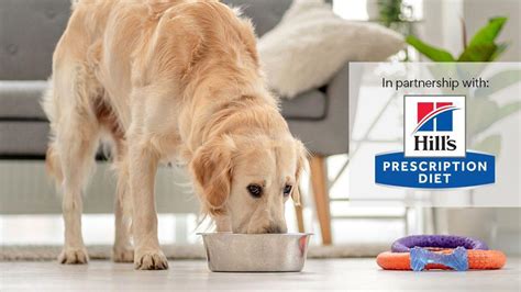 25 Must-Know Hills Prescription Diet Dog Food Facts