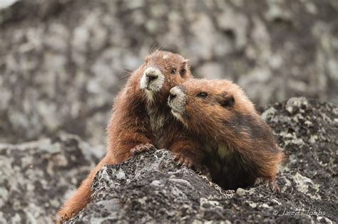 25 Stunning Images of Marmots That Will Make You Want to Cuddle with Them