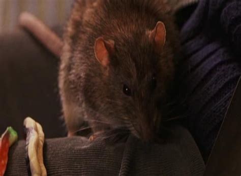 25 Surprising Facts About the Rat Man Harry Potter