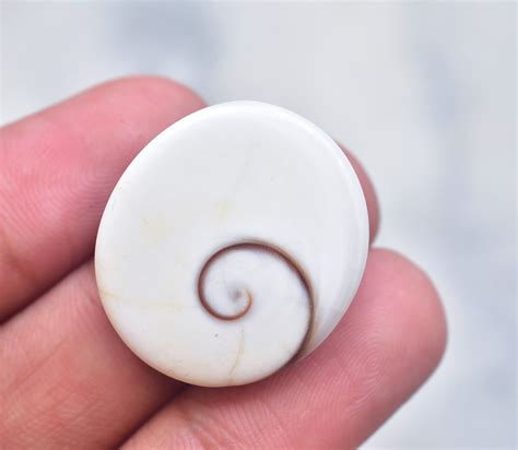 25 Things You Never Knew About Shiva Eye Shells