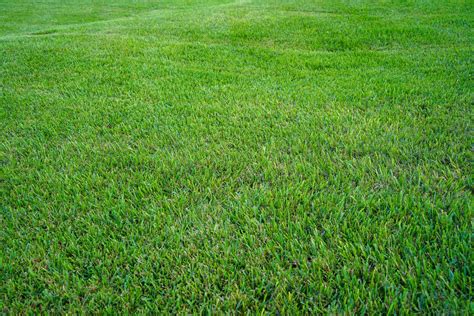 27 Fertilizer Tips for Astonishingly Green Grass