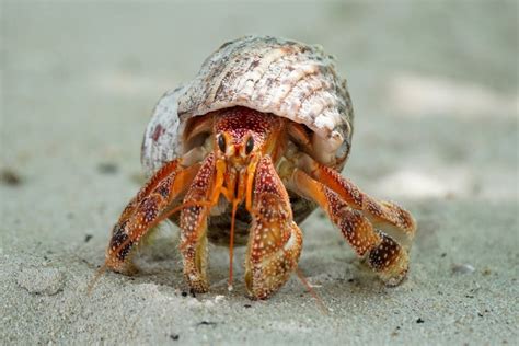 28 Hermit Crab & Sea Anemone Fascinating Benefits: A Symbiotic Duet