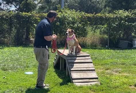 3,000+ Adoption Centers Near Me: Connecting Families with their Furry Friends