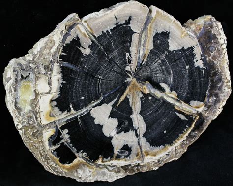 3,000-Year-Old Petrified Wood Slice: A Stunning Natural Treasure