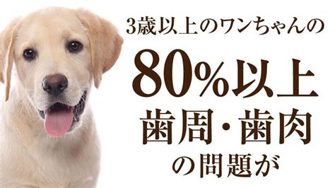 3歳以上の犬の80％