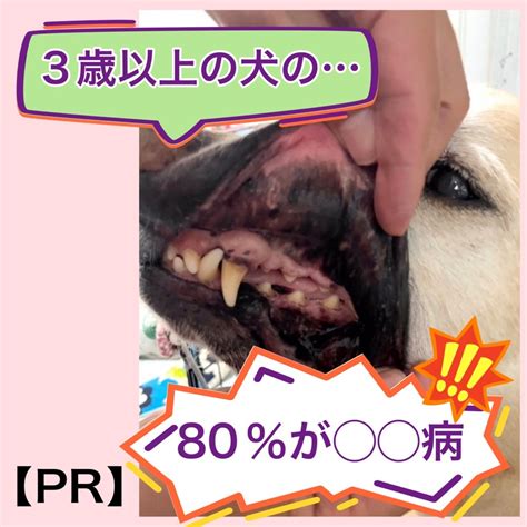 3歳以上の犬の80％が歯周病に罹患