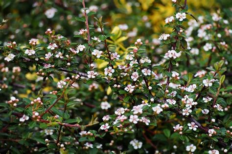 3 Amazing Cotoneaster Tree Fertilizer Tips to Help You Grow a Healthy Tree