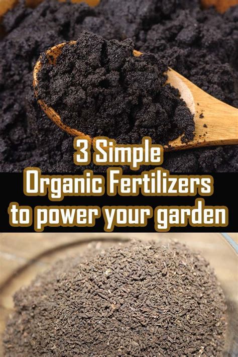 3 Amazing Fertilizers for Your Plants & Flowers