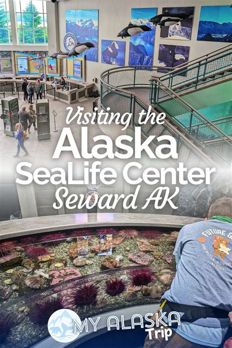 3 Awesome Things You'll Discover at the Seward Sea Life Center