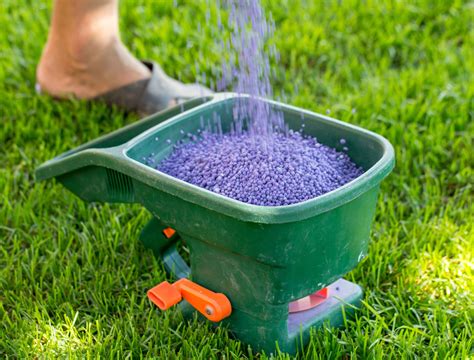 3 Easy Steps on How to Fertilize Your Overseeded Lawn