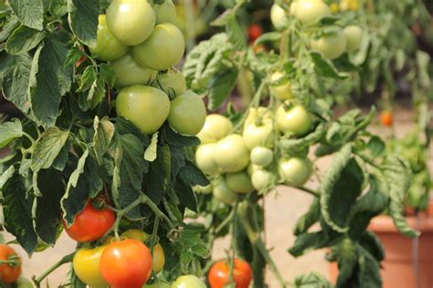 3 Easy Steps to Fertilize Tomatoes for Maximum Yield