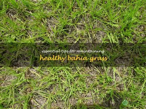 3 Essential Bahia Grass Fertilizer Tips You Need to Know