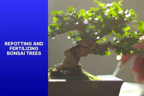 3 Essential Bonsai Fertilizing Tips for Thriving Miniature Trees